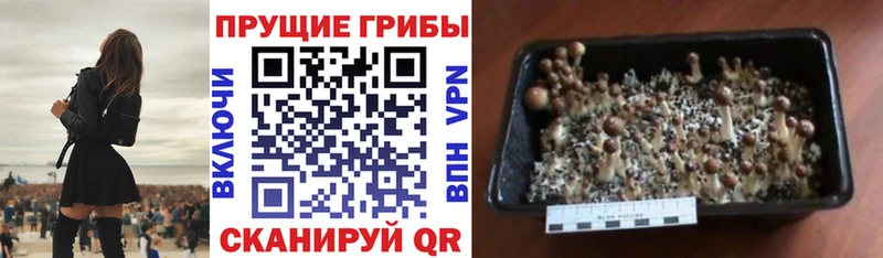 Галлюциногенные грибы мицелий  Курган 